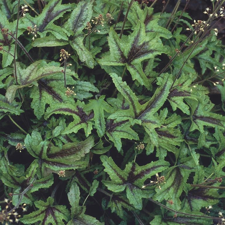 Heucherella 'Kimono' (P)