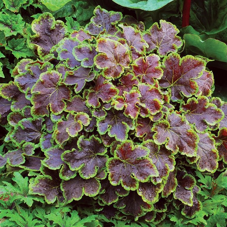 Heucherella 'Solar Eclipse' (P)