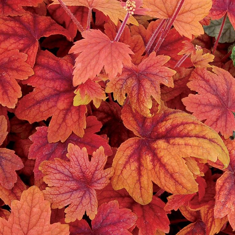 Heucherella 'Sweet Tea' (P)