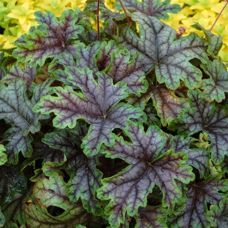 Heucherella 'Tapestry' (P)