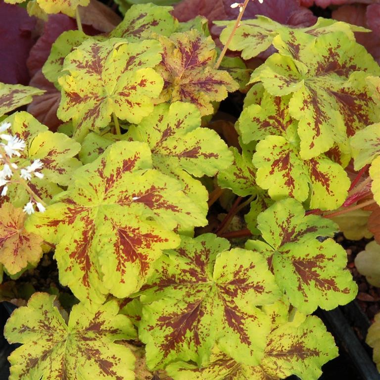 Heucherella 'Yellowstone Falls' (P)