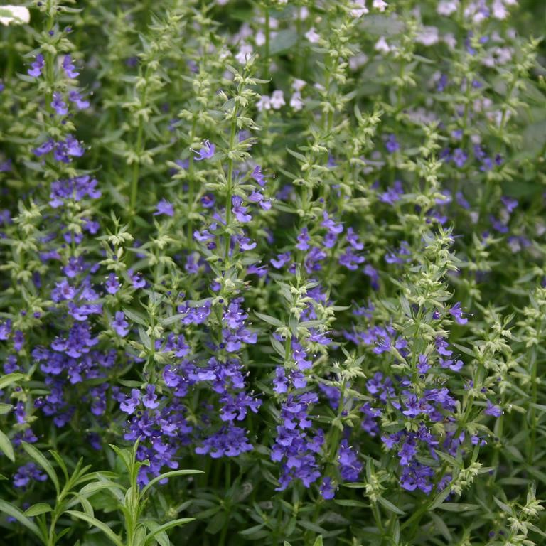 Hyssopus officinalis 'Blue' (Hyssop, Blue)