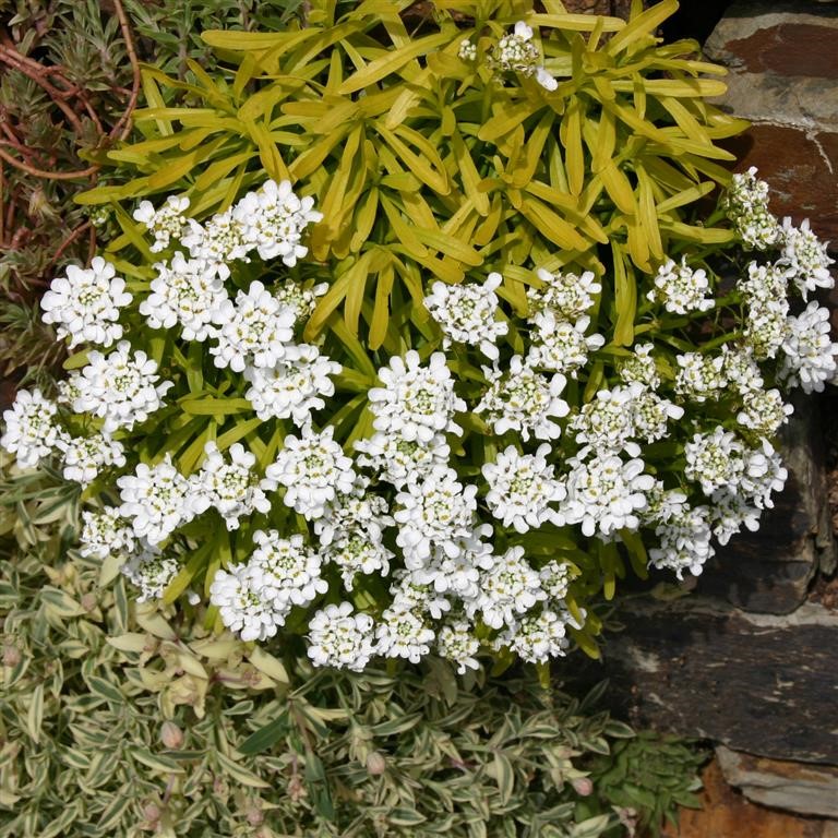 Iberis 'Golden Candy' (VR)