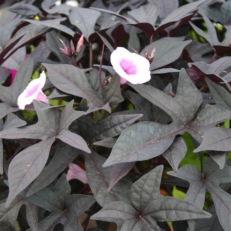 Ipomoea Sweet Caroline 'Purple' (P)