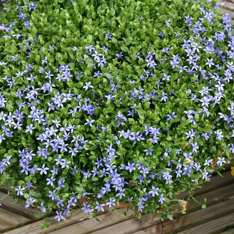 Isotoma 'Fairy Carpet'