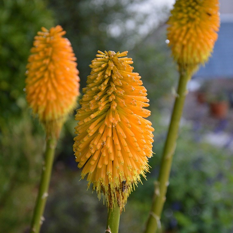 Kniphofia 'Happy Halloween' (P)