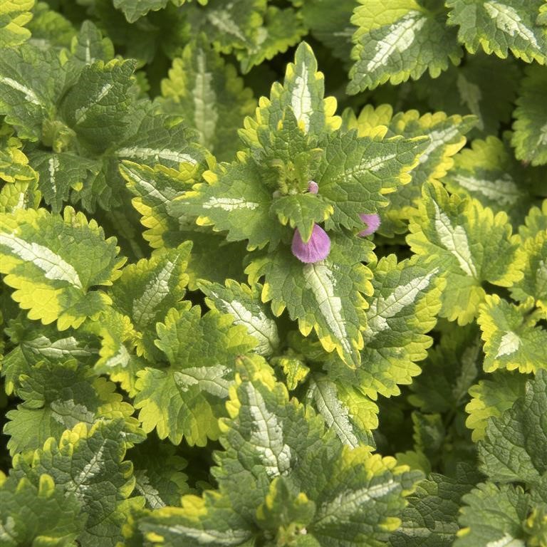 Lamium maculatum 'Golden Anniversary' (P)