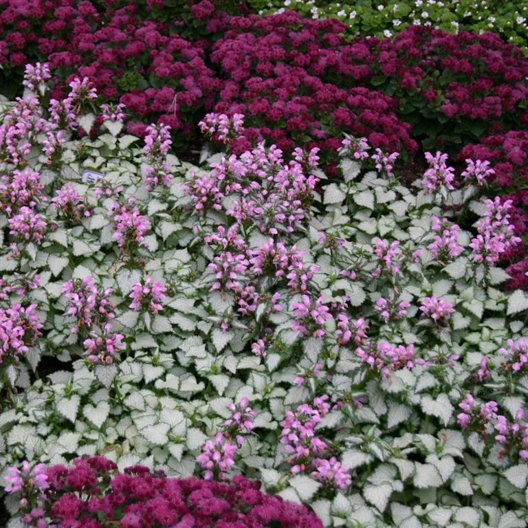 Lamium 'Pink Chablis' (P)