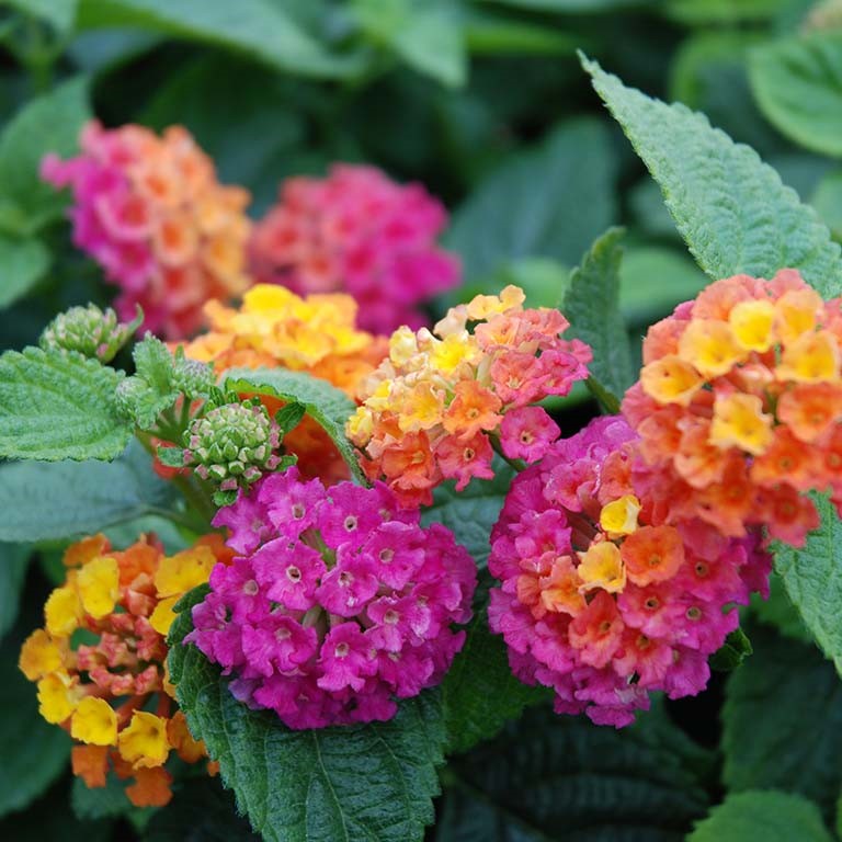 Lantana Calippo 'Orange Magenta' (P)