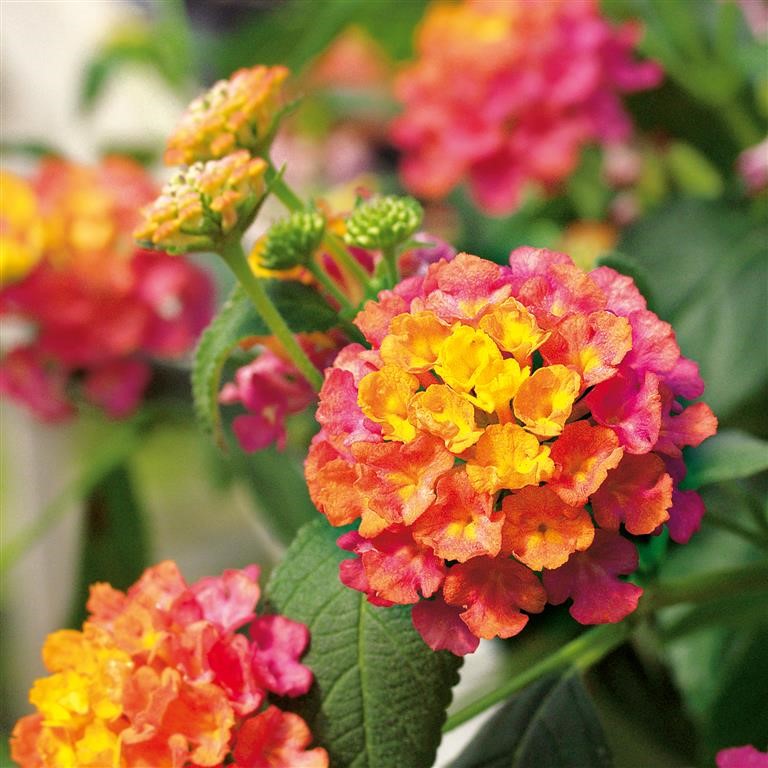 Lantana Calippo 'Tutti Frutti' (P)