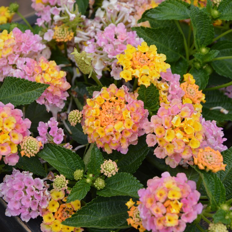 Lantana Calippo 'Vintage' (P)