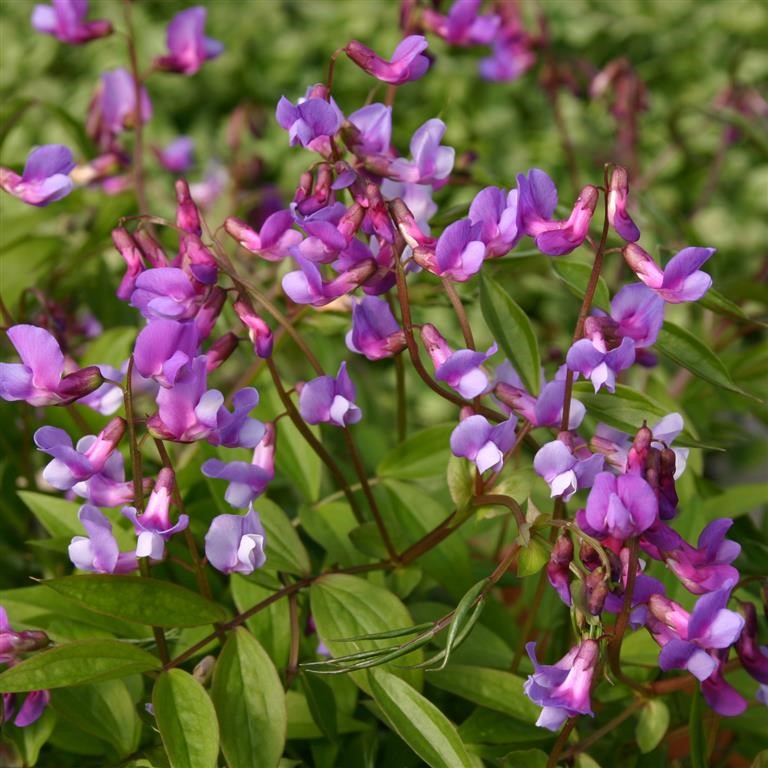 Lathyrus vernus