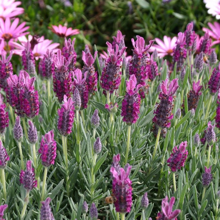 Lavandula stoechas Provencal 'Antibes' (VR)