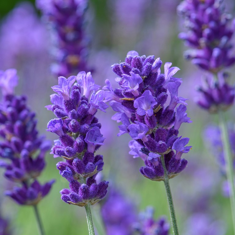 Lavandula angustifolia BeeZee 'Dark Blue' (P)