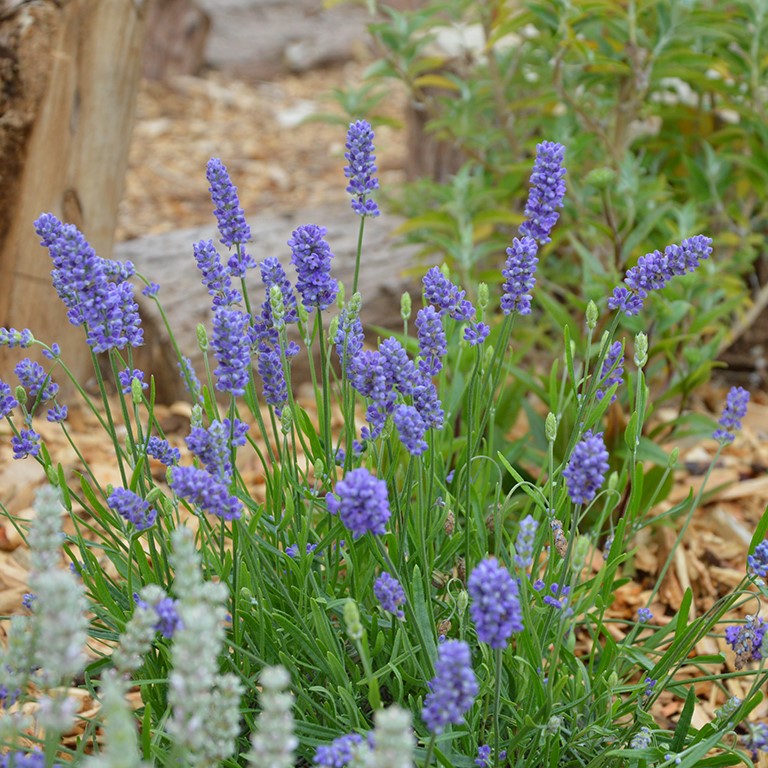 Lavandula angustifolia BeeZee 'Light Blue' (P)