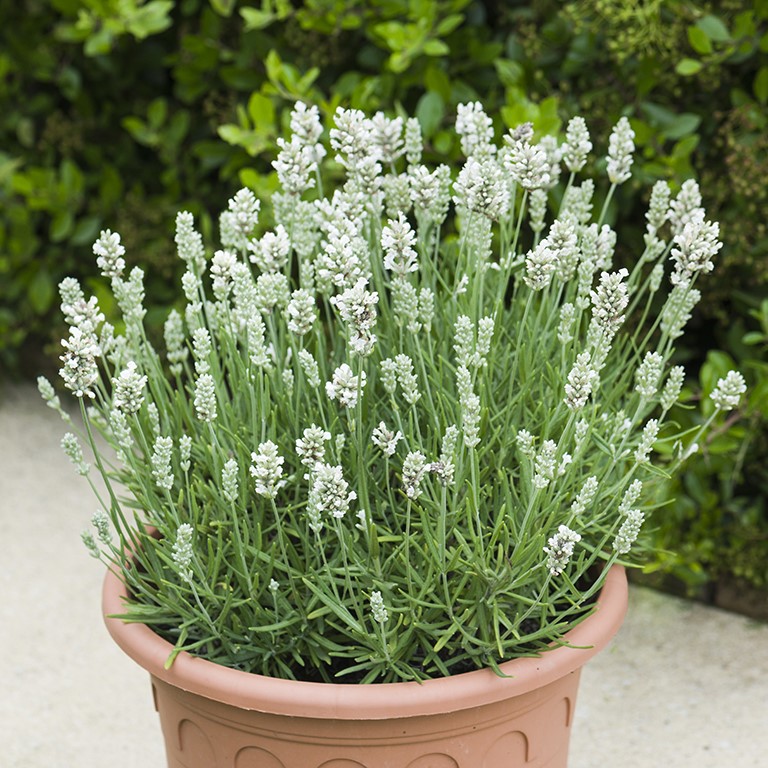 Lavandula angustifolia BeeZee 'White' (P)