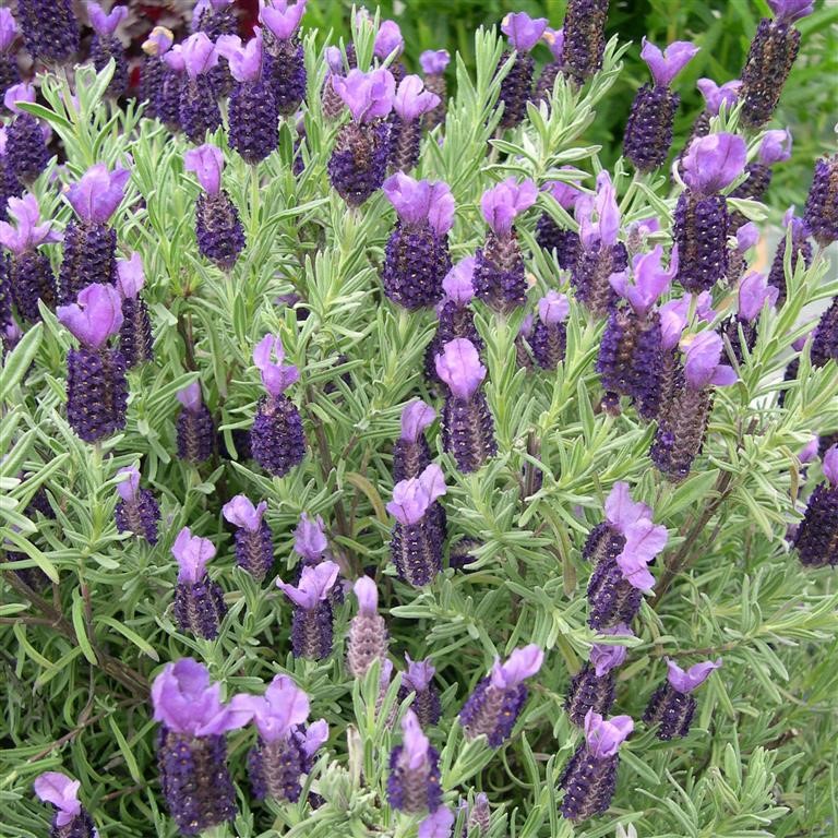 Lavandula stoechas 'Devon Compact'