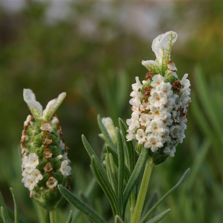 Lavandula stoechas 'Devon Compact White'