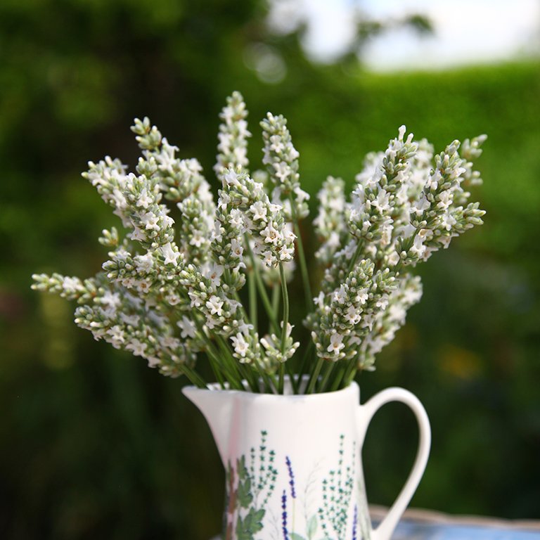 Lavandula x intermedia 'Exceptional' (P)