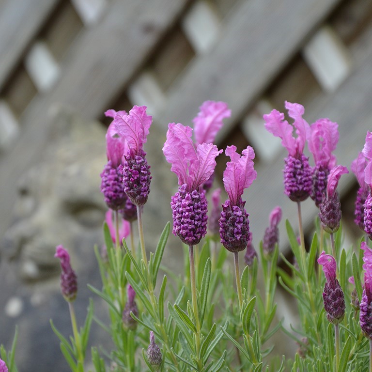 Lavandula stoechas Fairy Wings 'Radiance' (P)