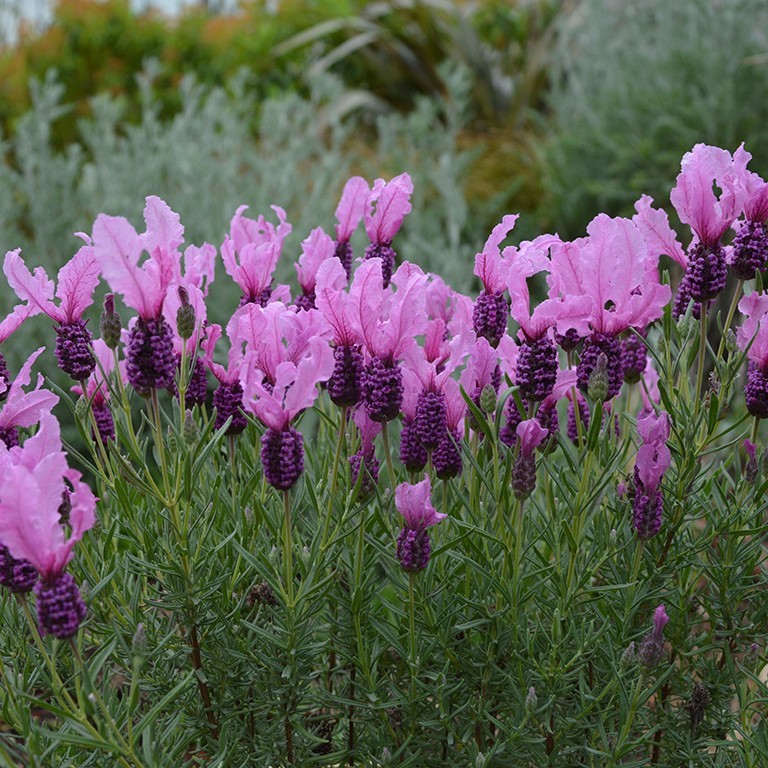 Lavandula stoechas Fairy Wings� 'Spellbound' (P)