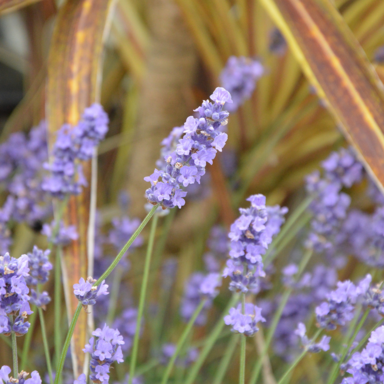 Lavandula angustifolia 'Melissa Lilac' (P)