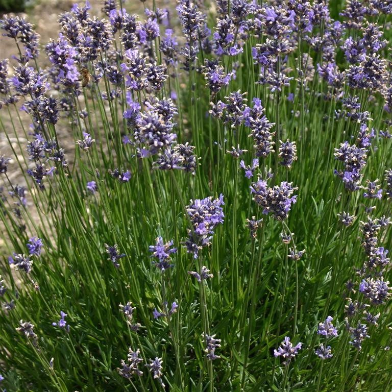 Lavandula angustifolia 'Munstead'