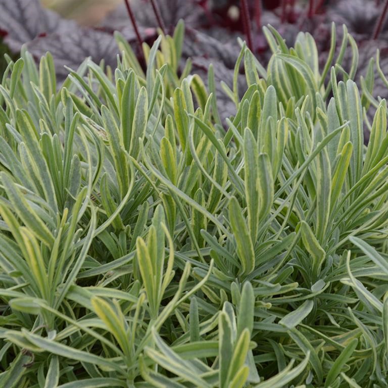 Lavandula angustifolia 'Platinum Blonde' (P)