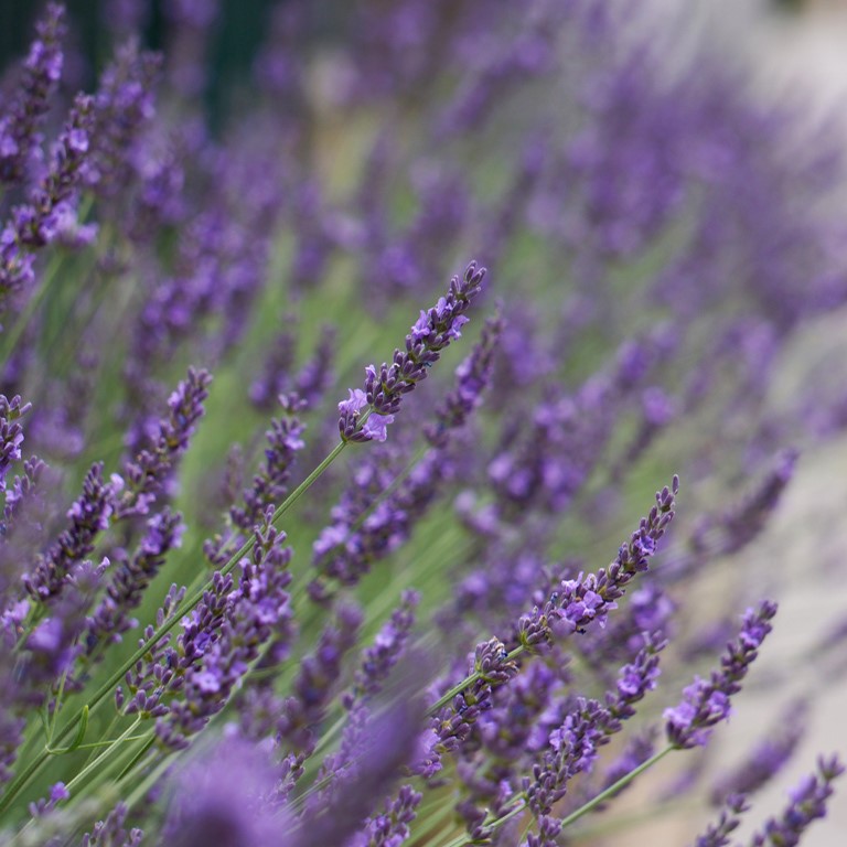 Lavandula x intermedia 'Phenomenal' (P)