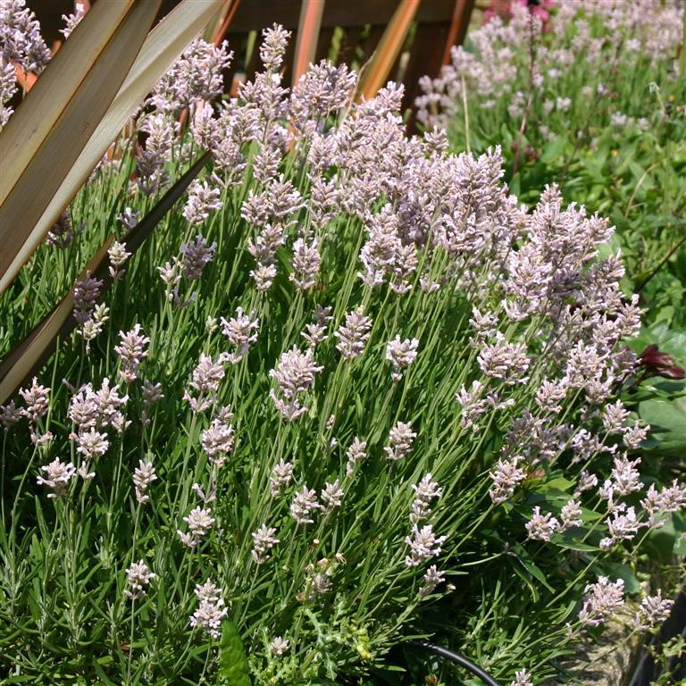 Lavandula angustifolia 'Rosea'