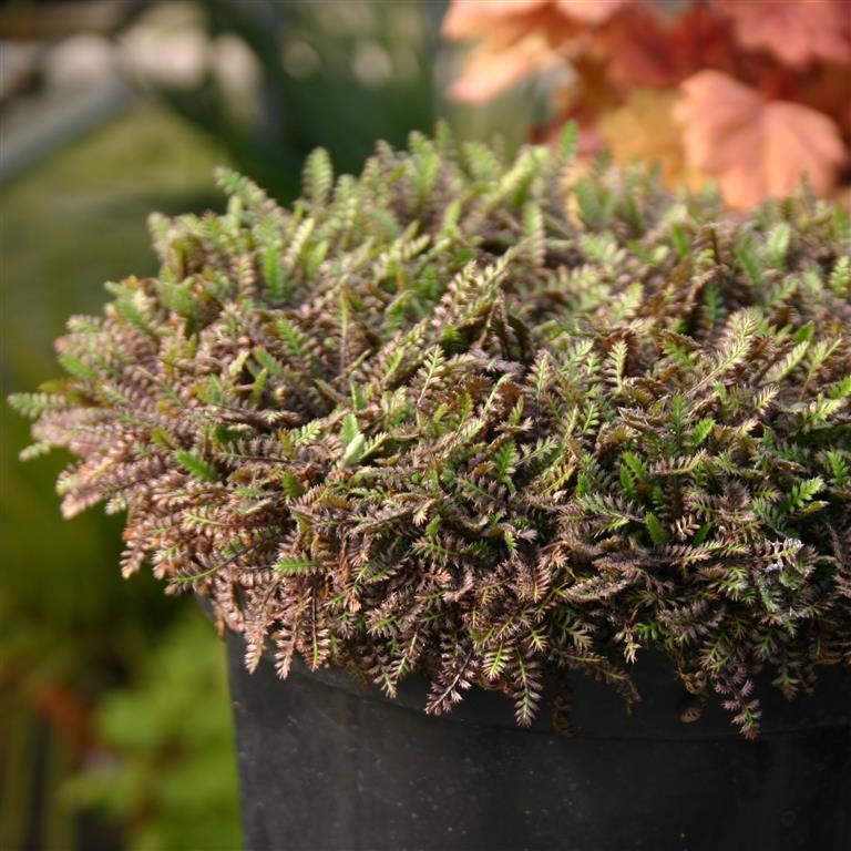 Leptinella 'Platts Black'