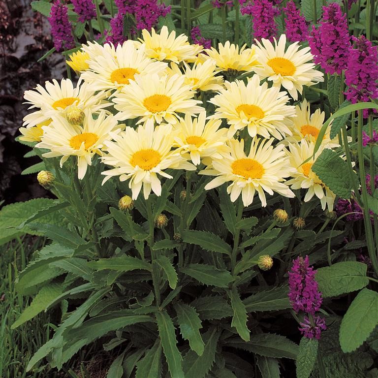 Leucanthemum 'Banana Cream' (P)