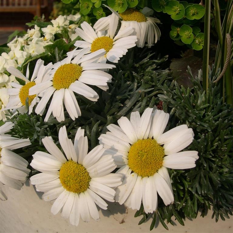 Leucanthemum hosmariense