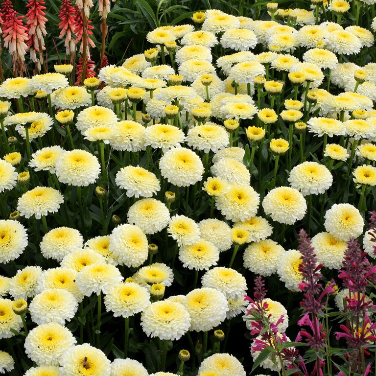 Leucanthemum 'Luna' (P)