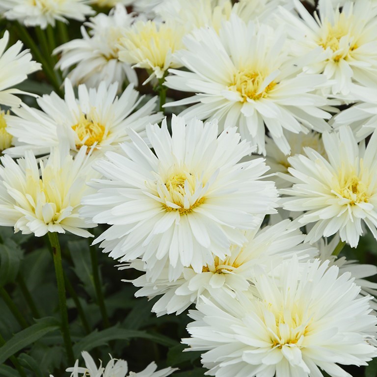 Leucanthemum 'Mount Hood' (P)