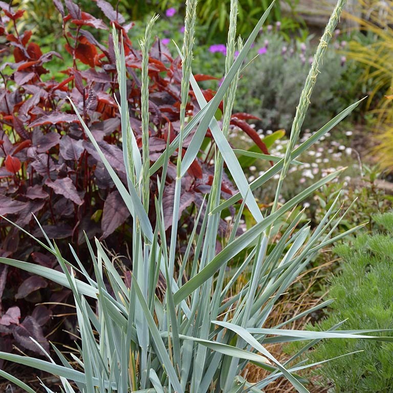 Leymus arenarius 'Blue Dune'