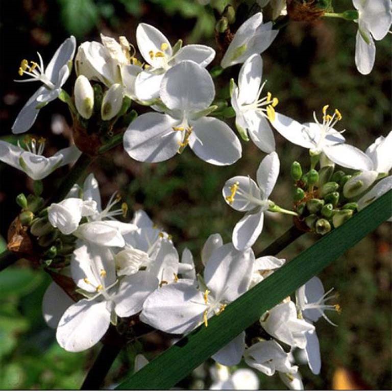 Libertia chilensis