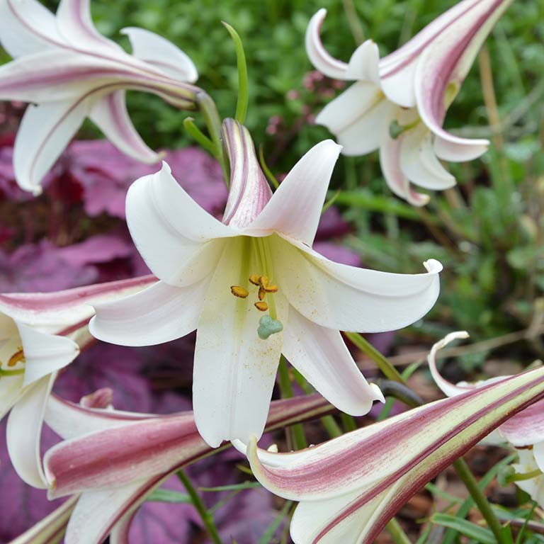 Lilium formosanum var. pricei