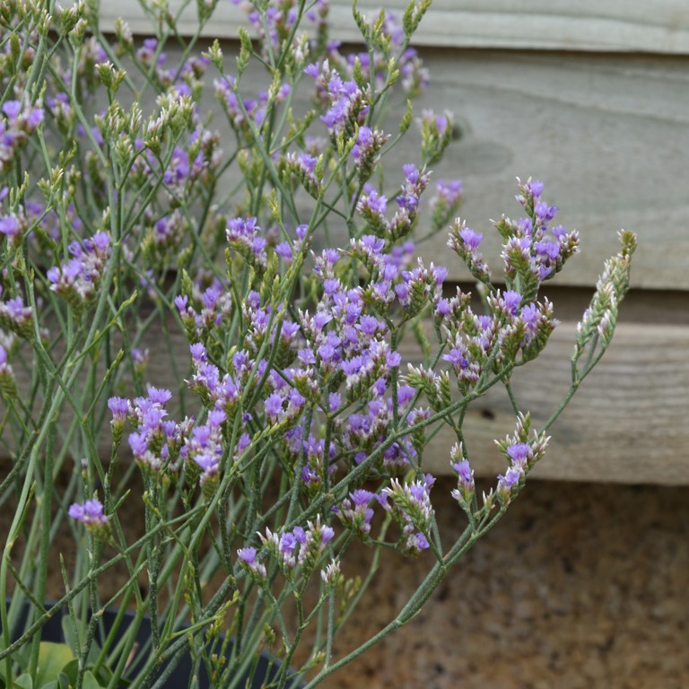 Limonium britannicum