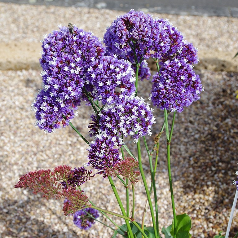 Limonium 'Purple Parachute' (P)