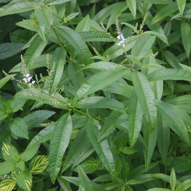 Lippia citriodora (Lemon Verbena; Beebrush)