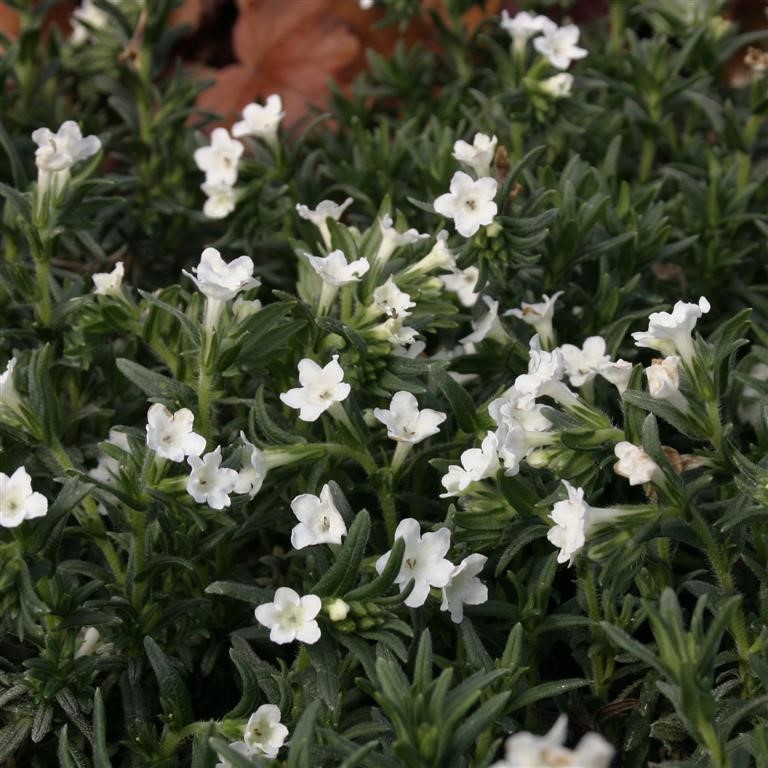 Lithodora diffusa 'Alba'