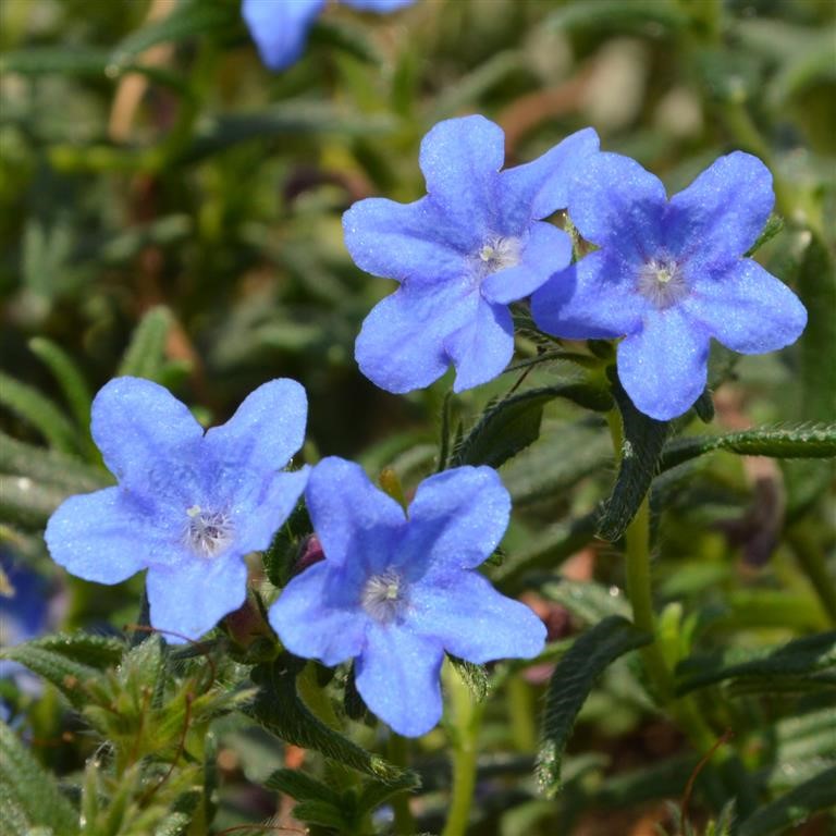 Lithodora 'Grace Ward'