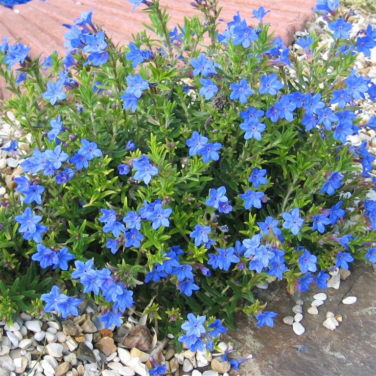 Lithodora 'Heavenly Blue'