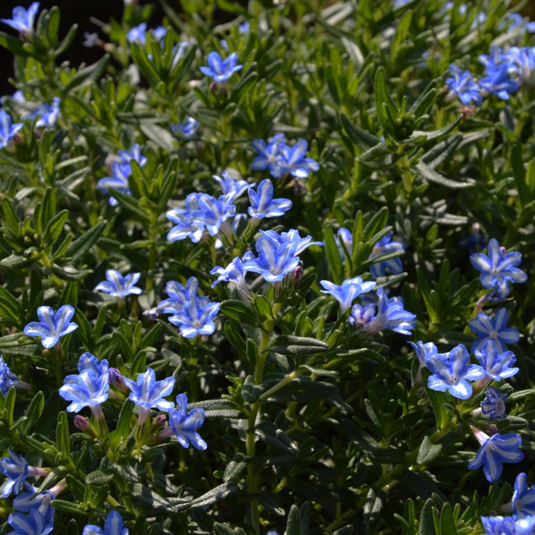 Lithodora diffusa 'White Star' (P)