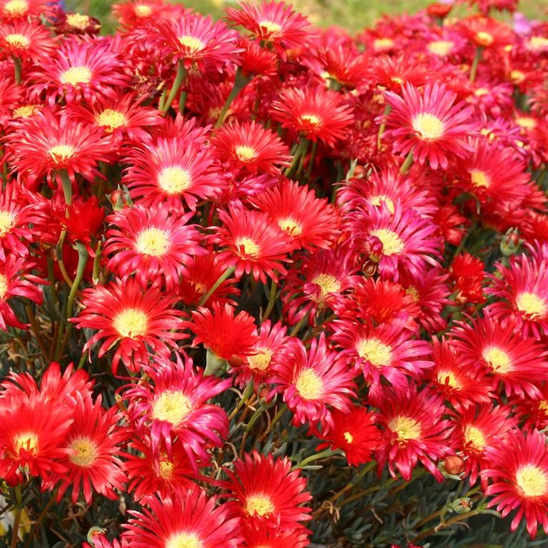 Lampranthus 'Tresco Brilliant'
