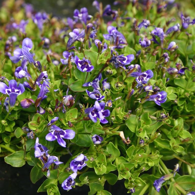 Lindernia grandiflora