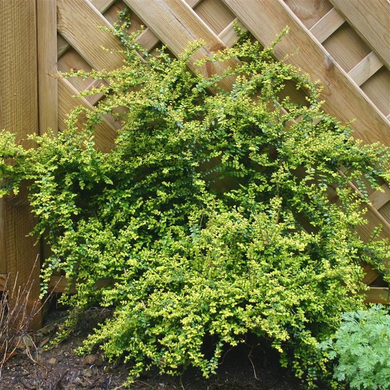 Lonicera nitida 'Baggeson's Gold'