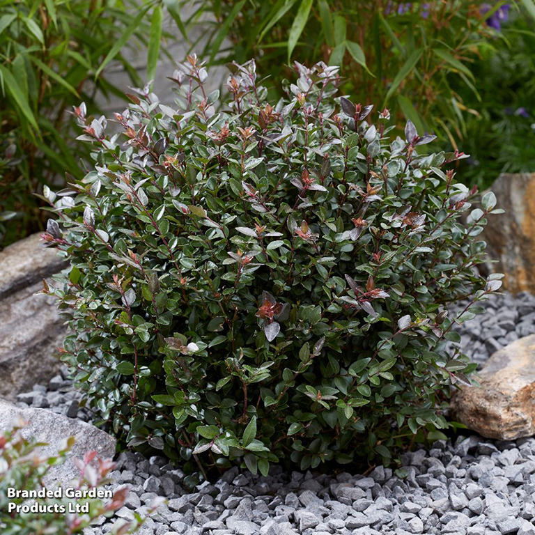 Lonicera nitida Garden Clouds� 'Purple Storm' (P)