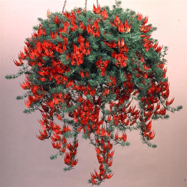 Lotus berthelotii